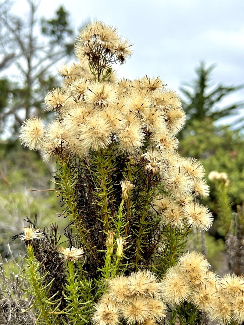 Eastwood'S Goldenbush photo 2