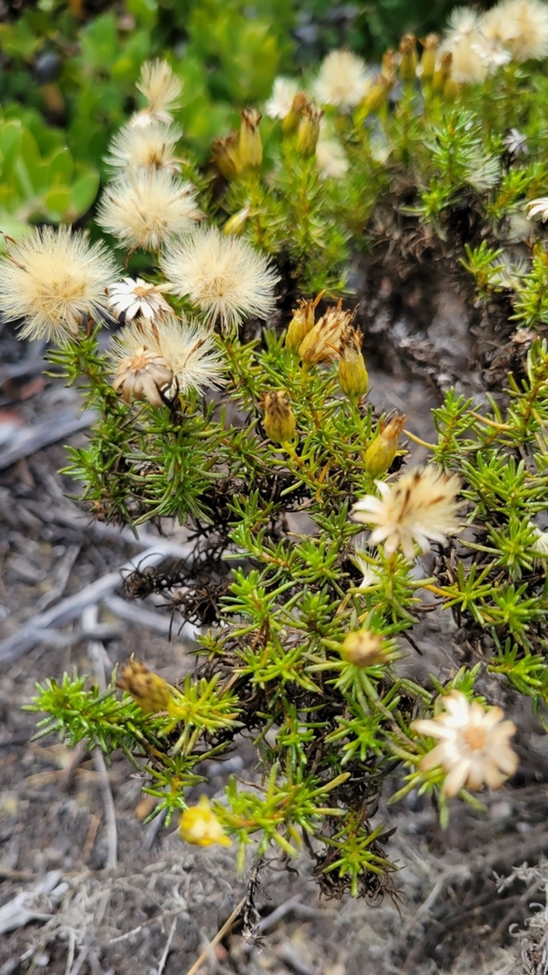 Eastwood'S Goldenbush photo 3