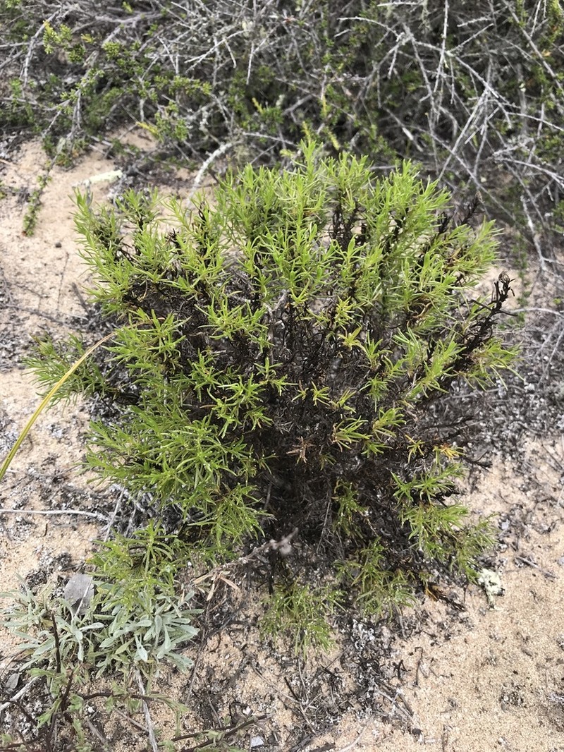Eastwood'S Goldenbush photo 4