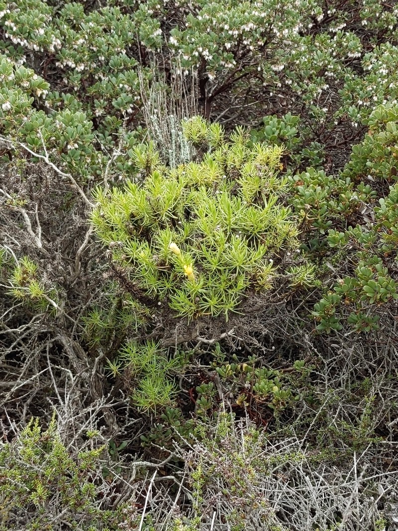 Eastwood'S Goldenbush photo 5