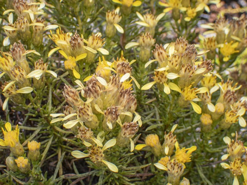 Eastwood'S Goldenbush photo 6