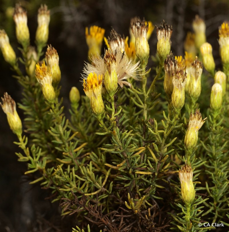Eastwood'S Goldenbush photo 7