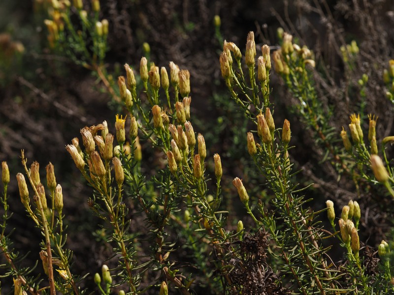 Eastwood'S Goldenbush photo 8