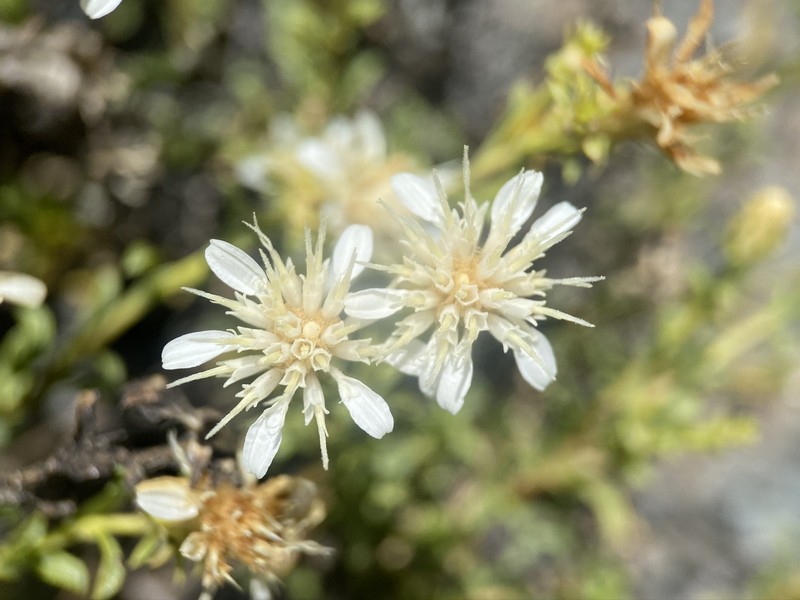 Whiteflower Goldenbush