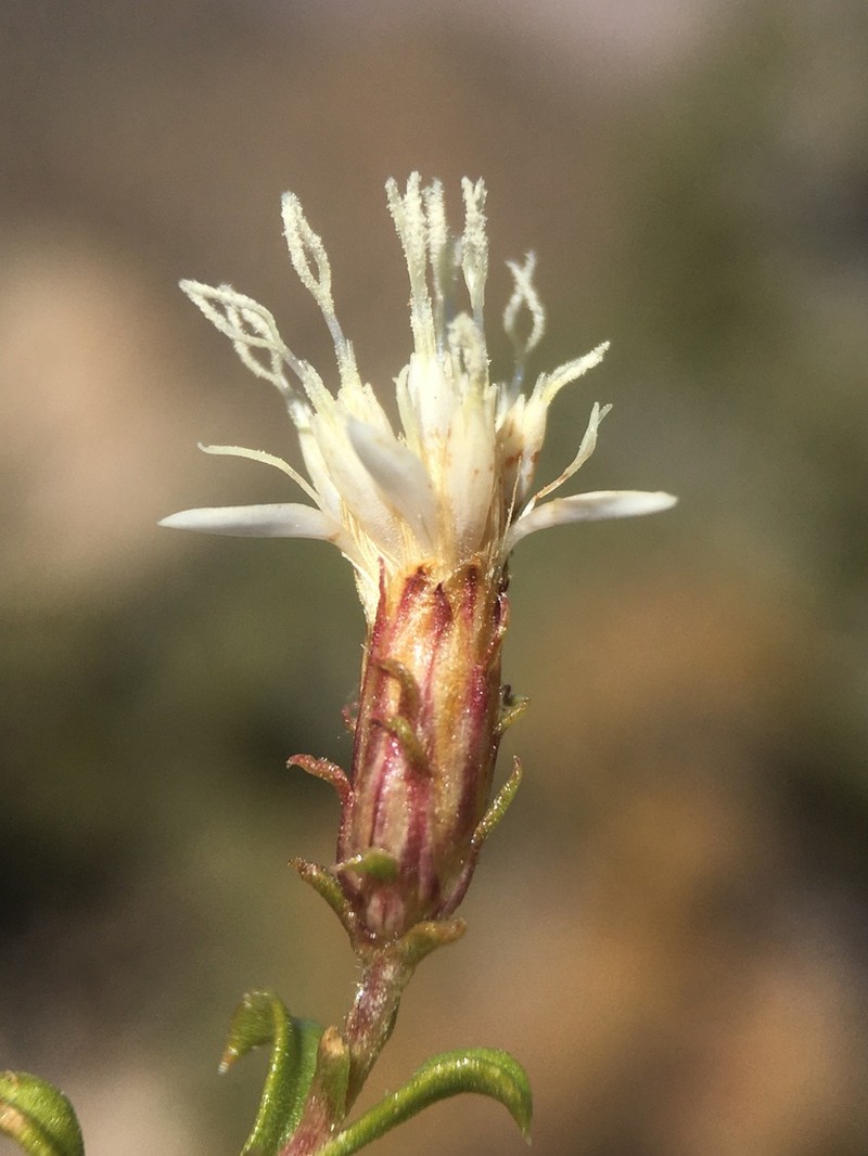 Whiteflower Goldenbush photo 2