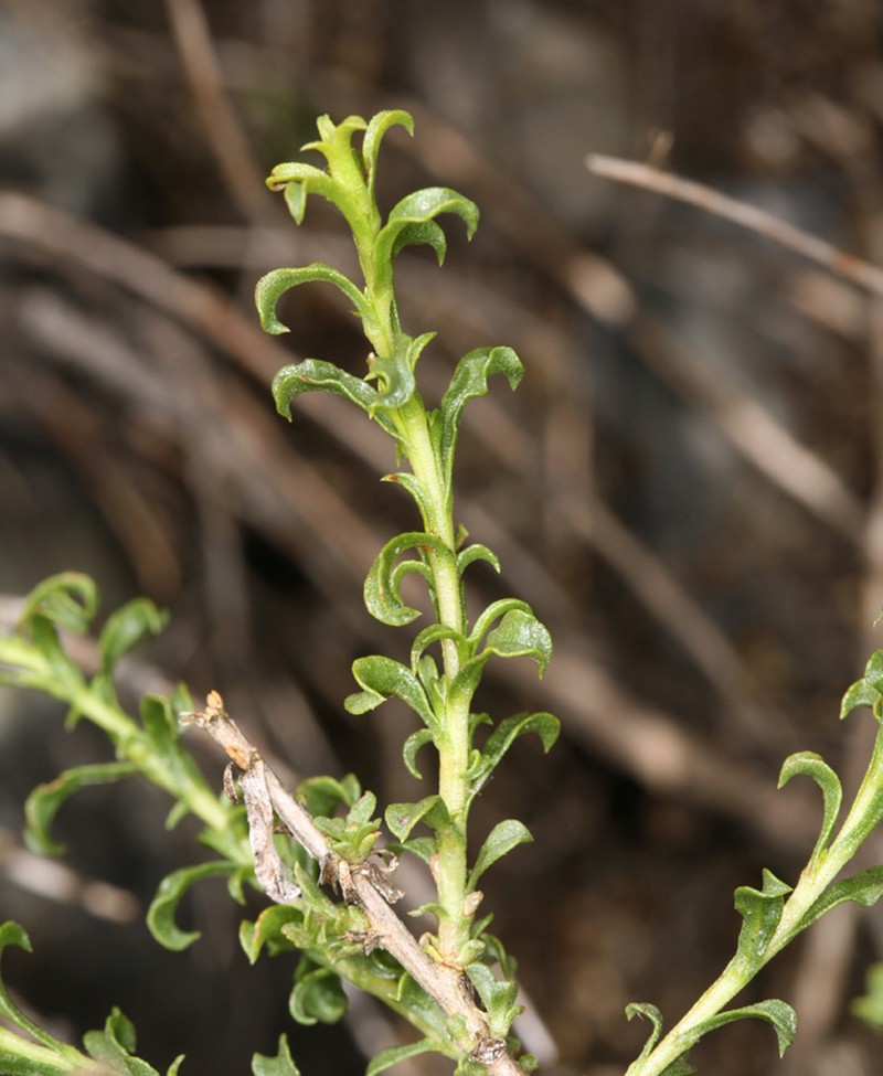 Whiteflower Goldenbush photo 3