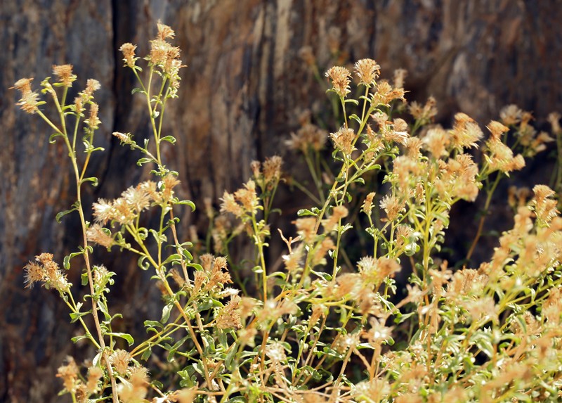 Whiteflower Goldenbush photo 4