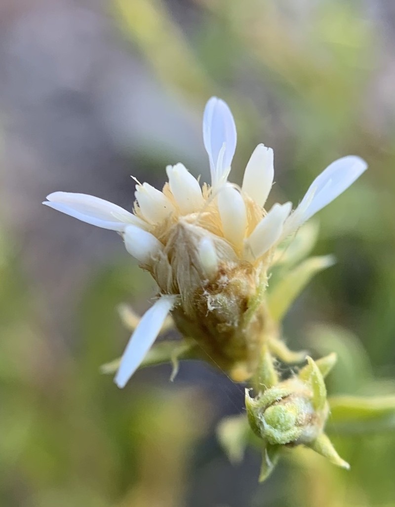 Whiteflower Goldenbush photo 5