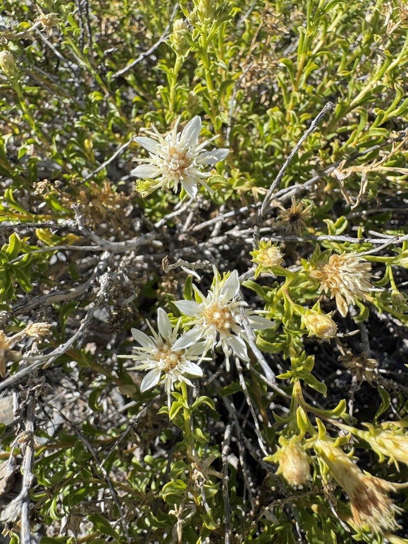 Whiteflower Goldenbush photo 6