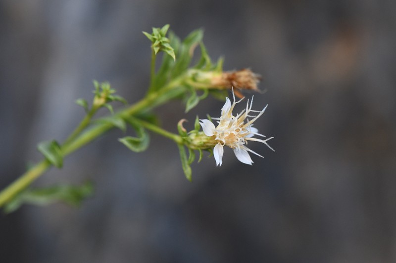 Whiteflower Goldenbush photo 8