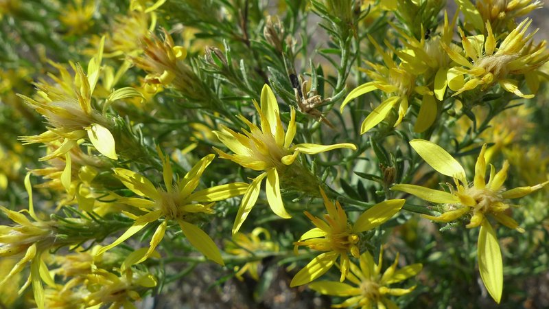Greene's Goldenbush