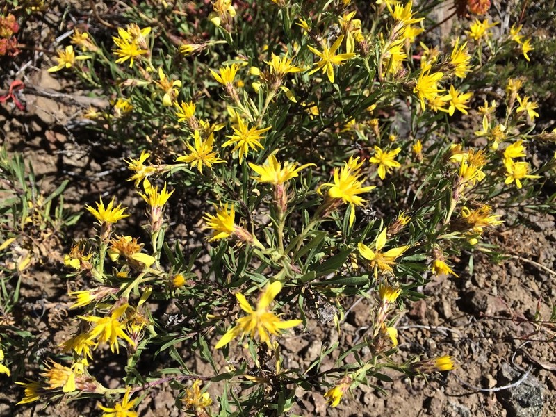 Greene's Goldenbush