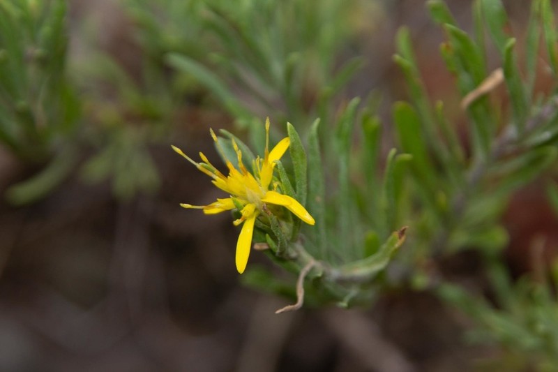 Greene's Goldenbush photo 2