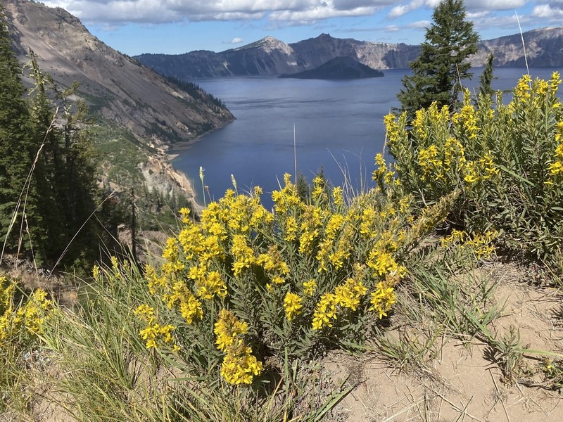 Greene's Goldenbush photo 3