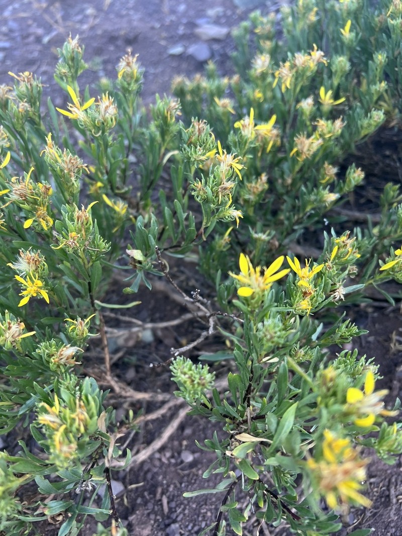 Greene's Goldenbush photo 4
