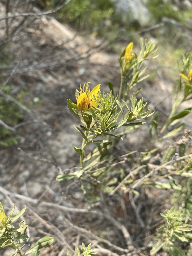 Greene's Goldenbush photo 5