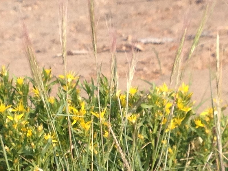 Greene's Goldenbush photo 6
