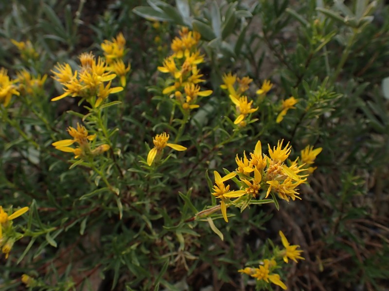 Greene's Goldenbush photo 7