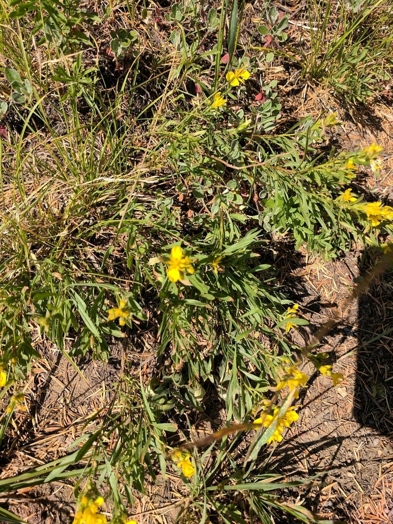 Greene's Goldenbush photo 8