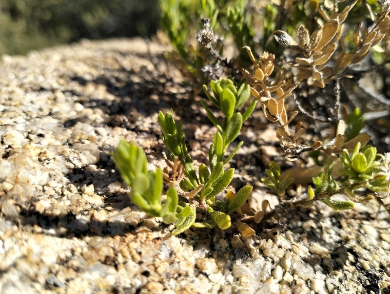 Ericameria juarezensis
