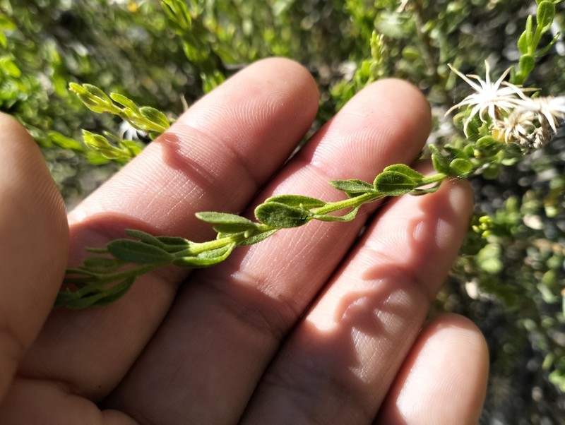 Ericameria juarezensis photo 2