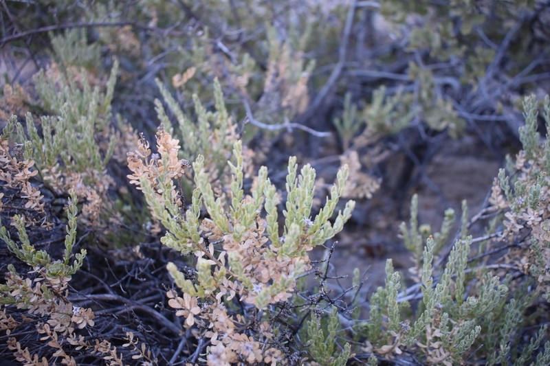 Ericameria juarezensis photo 3