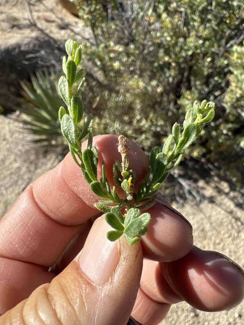 Ericameria juarezensis photo 4