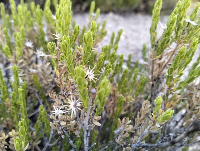 Ericameria juarezensis photo 5