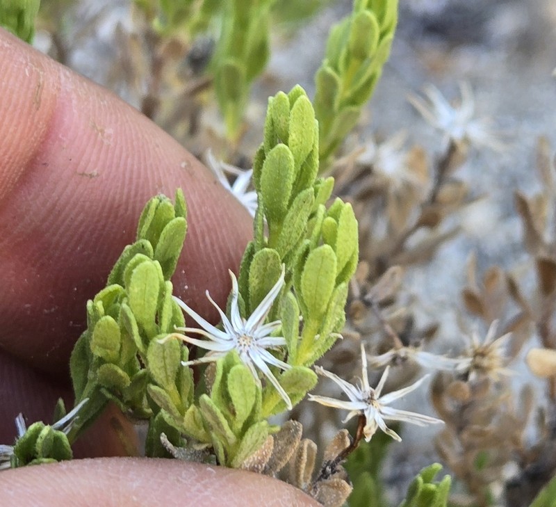 Ericameria juarezensis photo 6