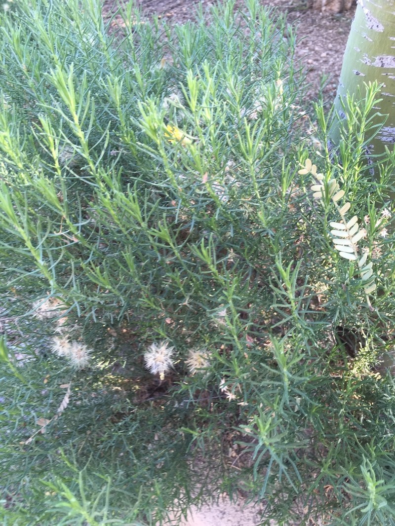 Turpentine Bush