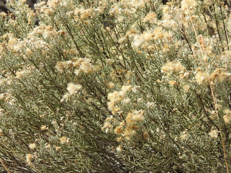 Turpentine Bush photo 2