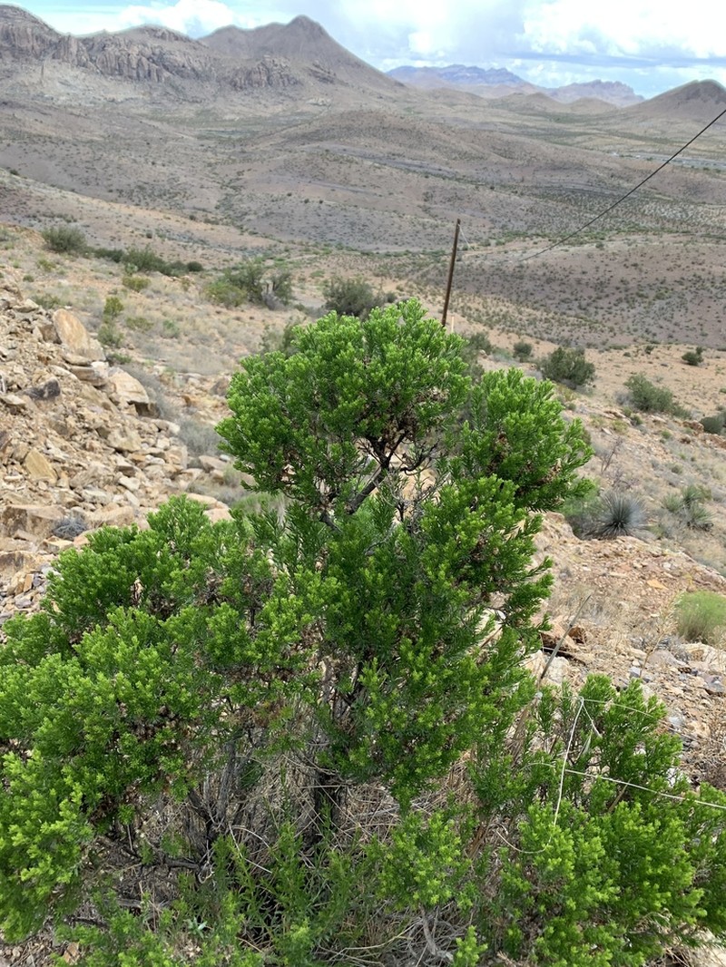 Turpentine Bush photo 3