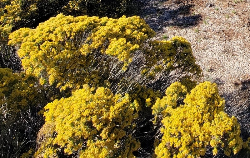 Turpentine Bush photo 4