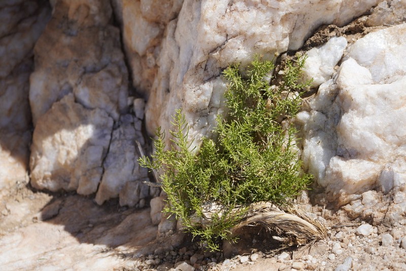 Turpentine Bush photo 5