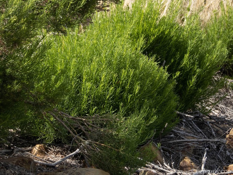 Turpentine Bush photo 6