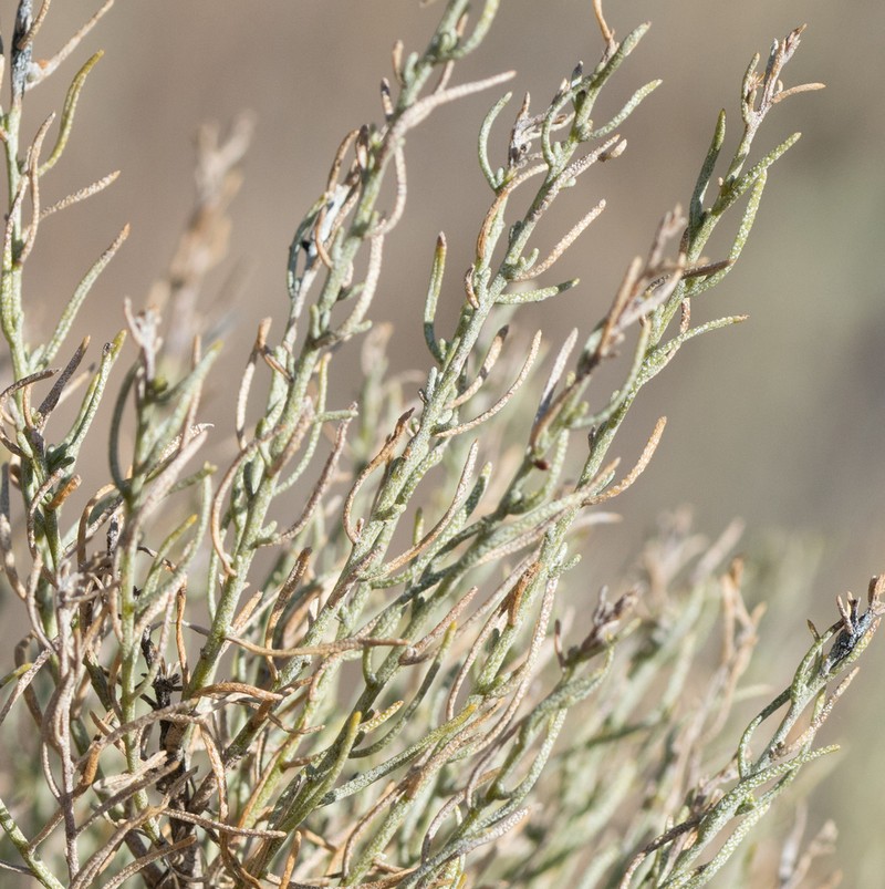 Turpentine Bush photo 7