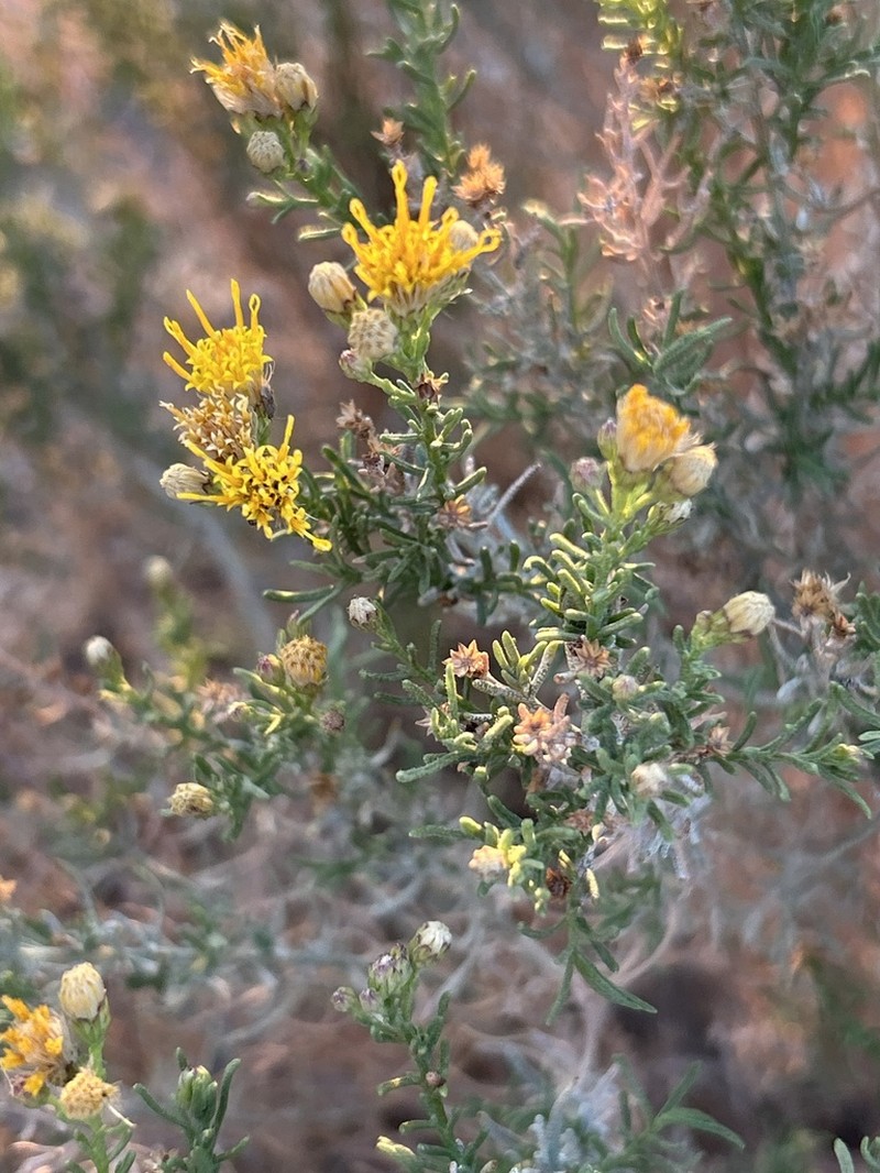 Turpentine Bush photo 8