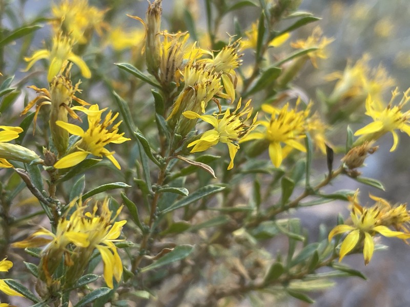 Greenwood's Goldenbush photo 2