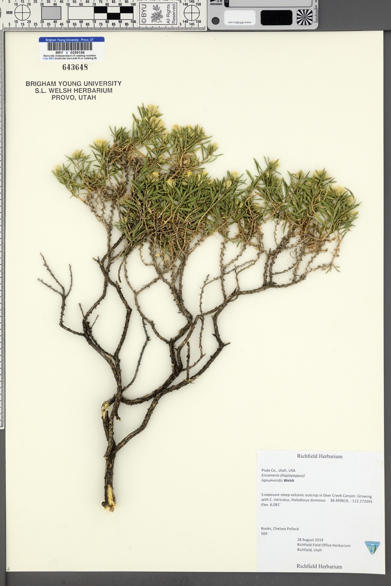 Greenwood's Goldenbush photo 3