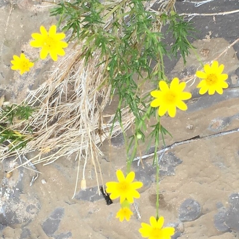 Narrowleaf Goldenbush