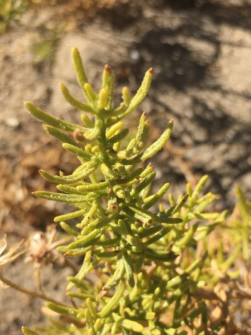Narrowleaf Goldenbush photo 2