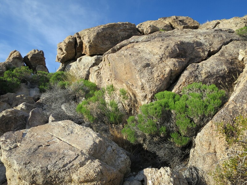 Narrowleaf Goldenbush photo 3