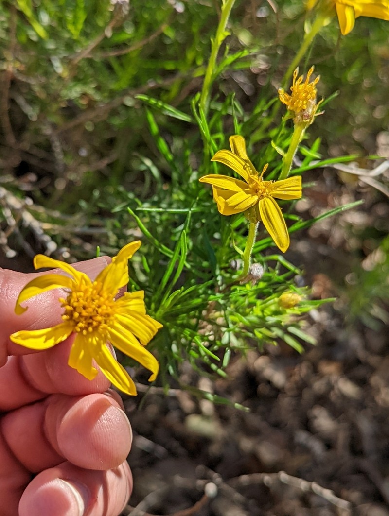 Narrowleaf Goldenbush photo 4