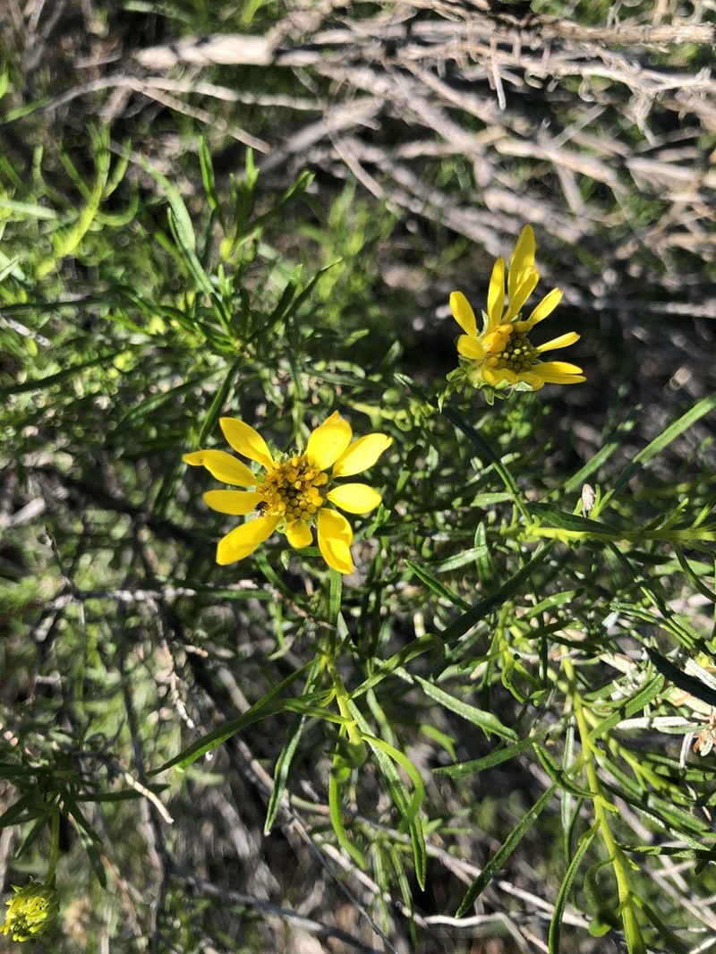 Narrowleaf Goldenbush photo 5