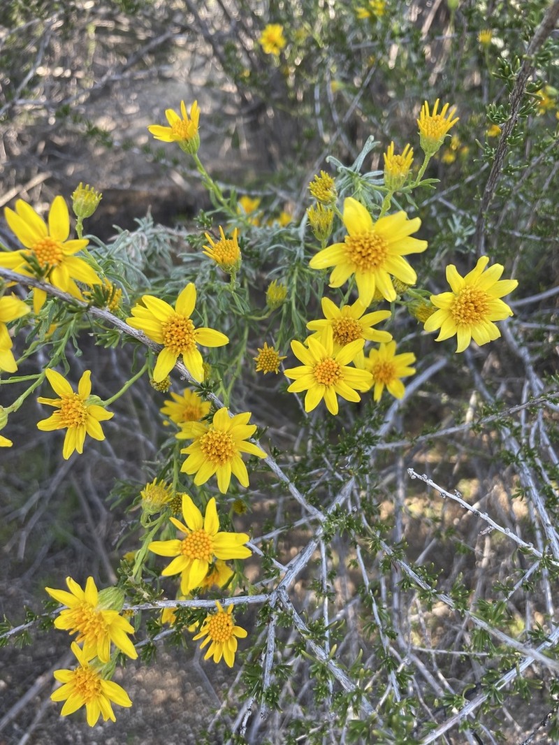 Narrowleaf Goldenbush photo 6