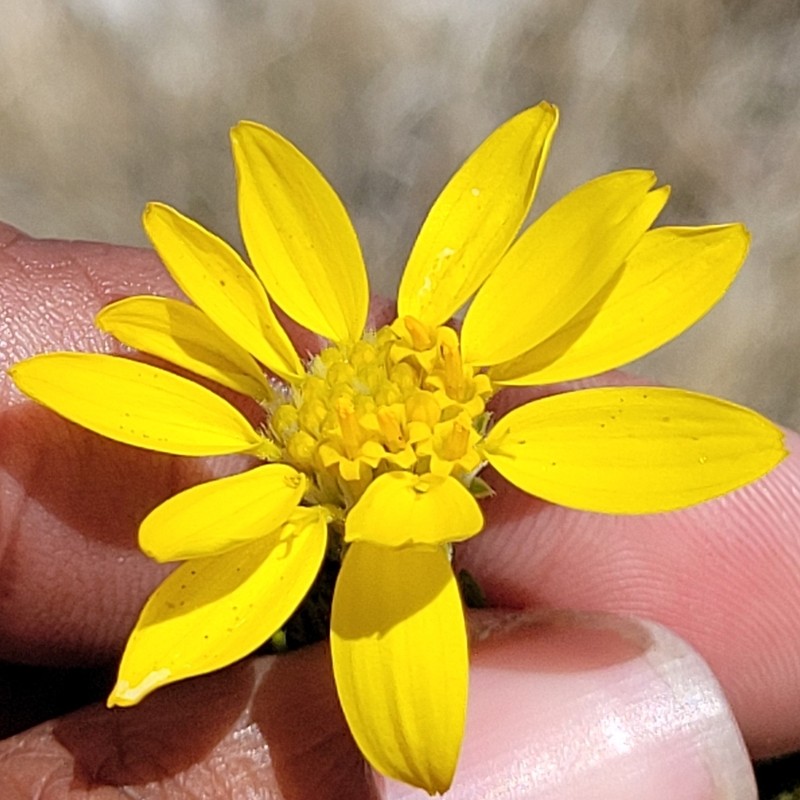 Narrowleaf Goldenbush photo 7