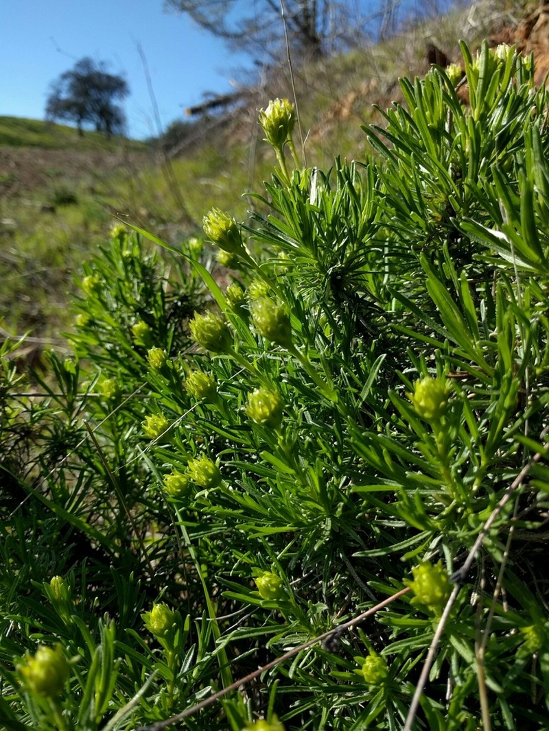 Narrowleaf Goldenbush photo 8