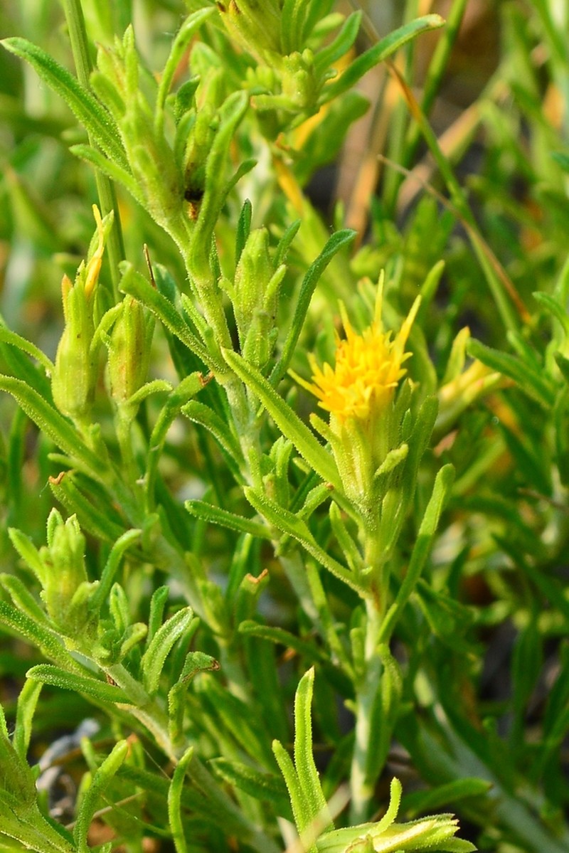 Ericameria linearis photo 3