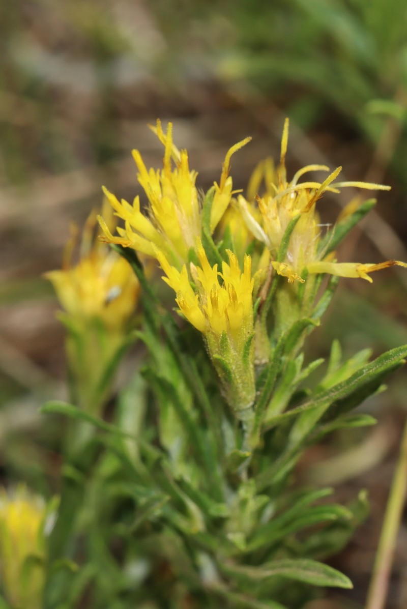 Ericameria linearis photo 4