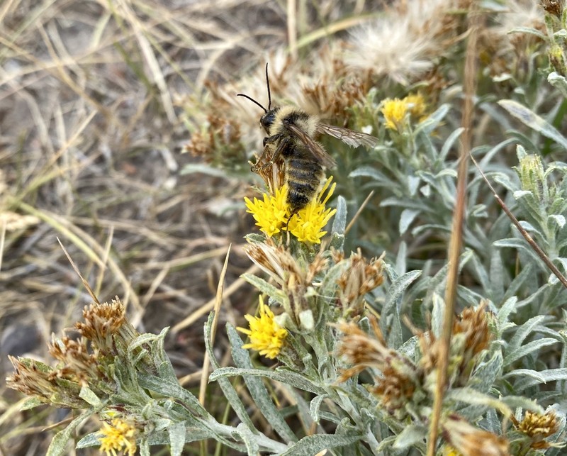 Ericameria linearis photo 5